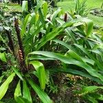 Pitcairnia atrorubens عادت داشتن