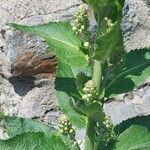 Verbascum lychnitis Leaf