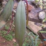 Rhipidoglossum rutilum Leaf