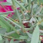 Polygonum bellardii Bark