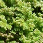 Azolla filiculoides Lapas