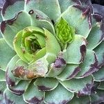 Sempervivum tectorum برگ