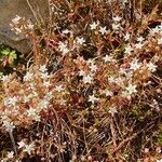 Sedum monregalense Blomma