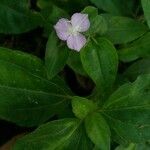 Tradescantia brevifolia 花