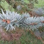 Picea engelmannii ᱥᱟᱠᱟᱢ