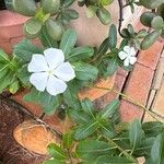 Catharanthus roseusFolha