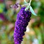 Buddleja davidiiЦветок