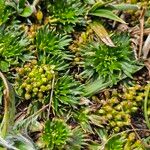 Azorella pedunculata 葉