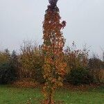 Liquidambar orientalis Vekstform