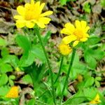 Tephroseris integrifolia Flor