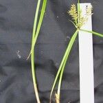 Cyperus macrostachyos