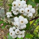 Syzygium zeylanicum ഫലം