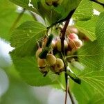 Crataegus crus-galli Fruto