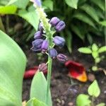 Muscari latifoliumFlower