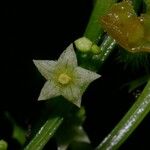 Cyclanthera multifoliola