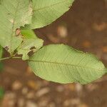 Sclerocroton cornutus Φύλλο