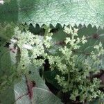 Laportea humblotii Lorea