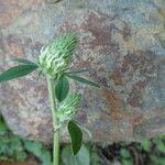 Trifolium ochroleucon Flower