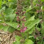 Stachys sylvaticaFlower