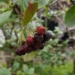 Aronia melanocarpaFruit