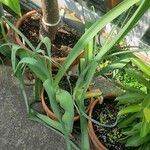 Crinum bulbispermum 整株植物