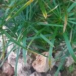 Cyperus alternifolius List