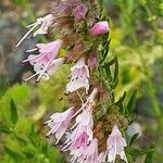 Hyssopus officinalis Flower