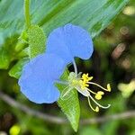 Commelina benghalensis Blüte