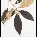 Miconia lourteigiana Φύλλο