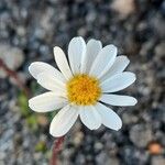 Senecio trifurcatus Flor