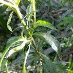 Cuphea racemosa Leaf