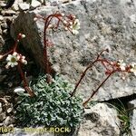 Saxifraga crustata 形态