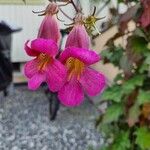 Rehmannia piasezkiiKukka