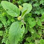 Melhania ovata Leaf