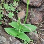 Habenaria tridactylites Hoja