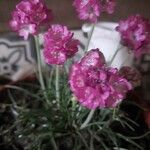 Armeria alpinaFlower