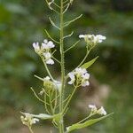 Arabidopsis cebennensis Mosusu