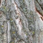 Gymnocladus dioicus Bark