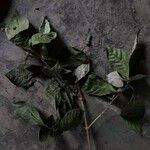 Psychotria carthagenensis Blad