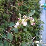 Symphoricarpos albusFleur