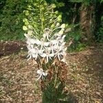 Habenaria procera Flor