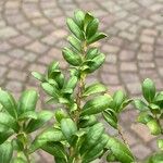 Ilex crenata 葉