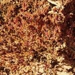 Frankenia pulverulenta Hoja