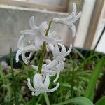 Hyacinthus orientalisЦветок