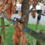 Quercus imbricaria Frucht