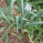 Allium porrum Frunză