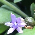 Hyacinthoides lingulata Fiore