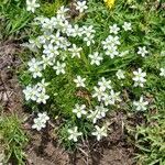 Sagina glabra Hábito