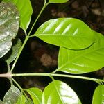 Bunchosia polystachia Leaf