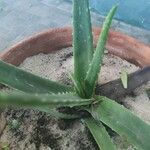 Aloe veraЛист